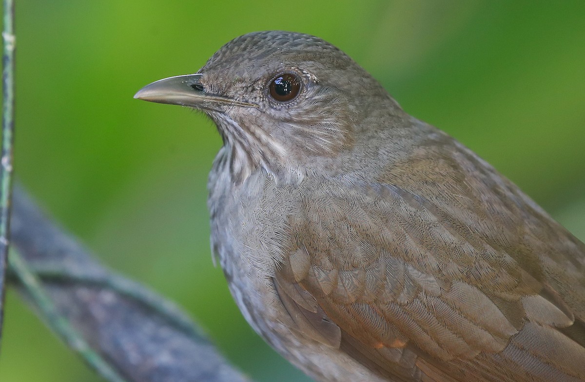 Rufous-bellied Thrush - ML613852722