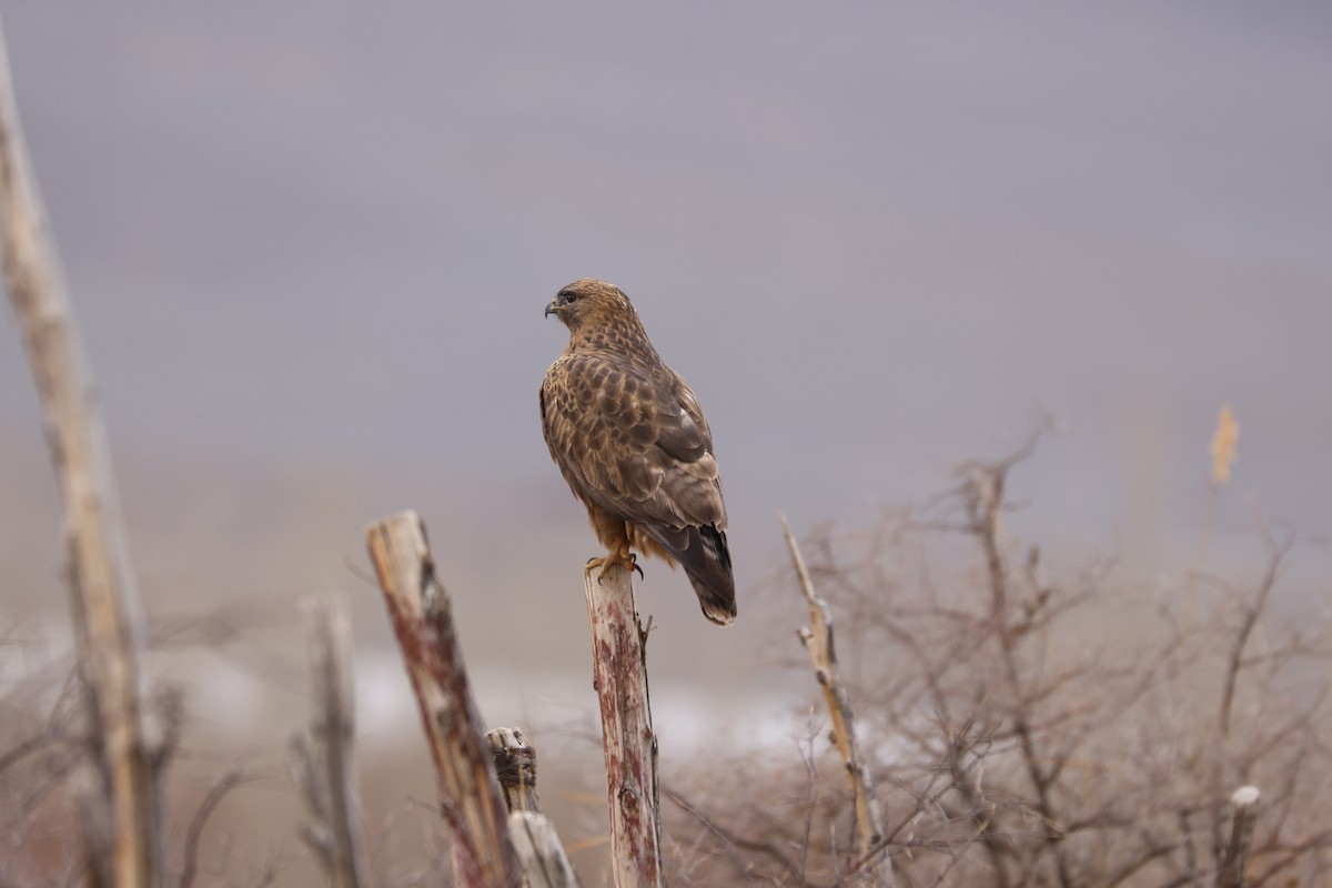 Common Buzzard - ML613852739