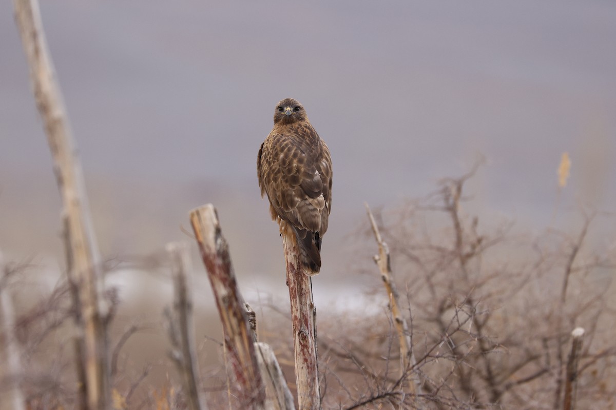 Common Buzzard - ML613852756