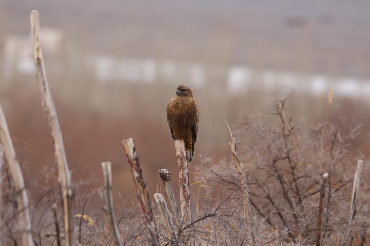 Common Buzzard - ML613852758