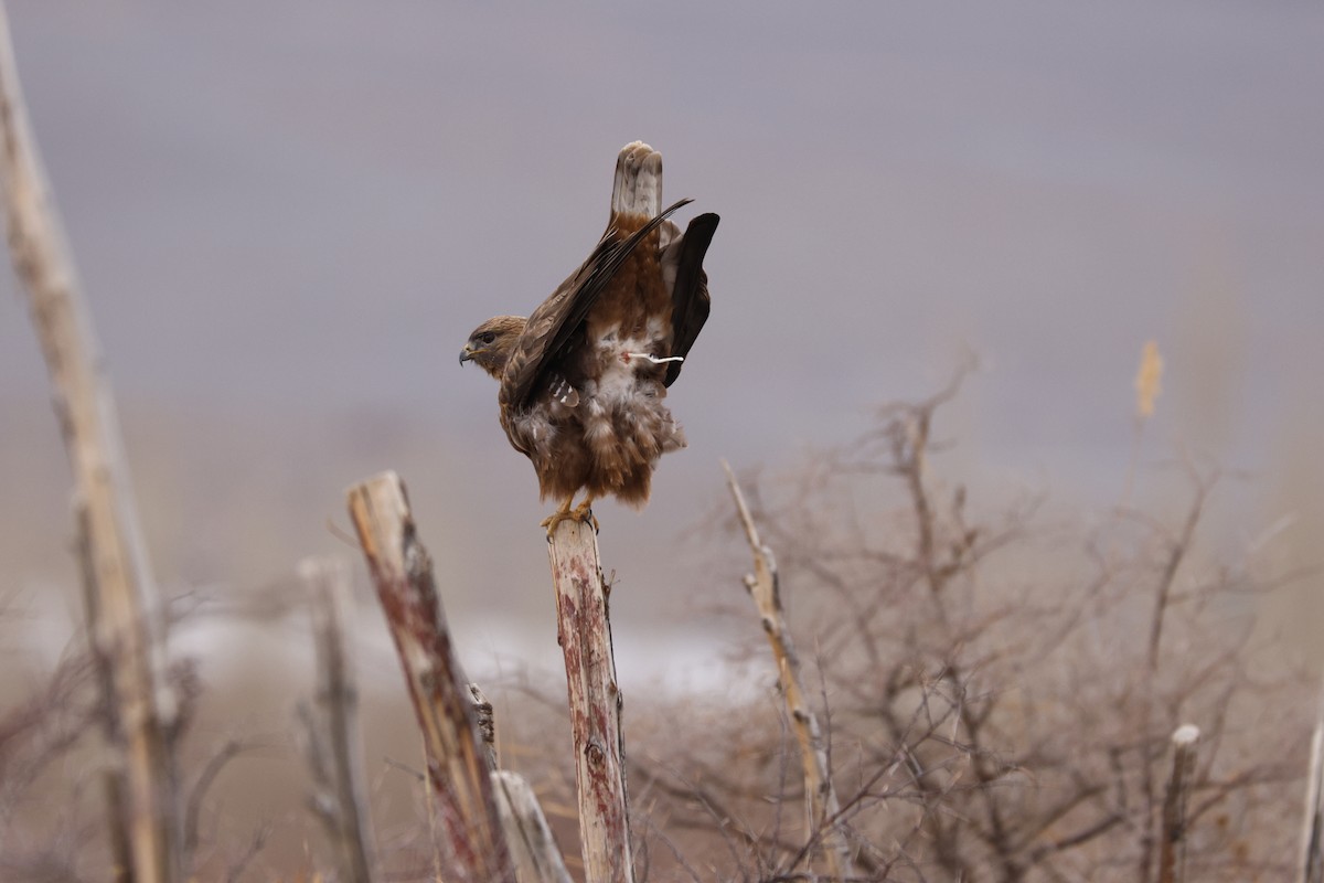 Common Buzzard - ML613852759