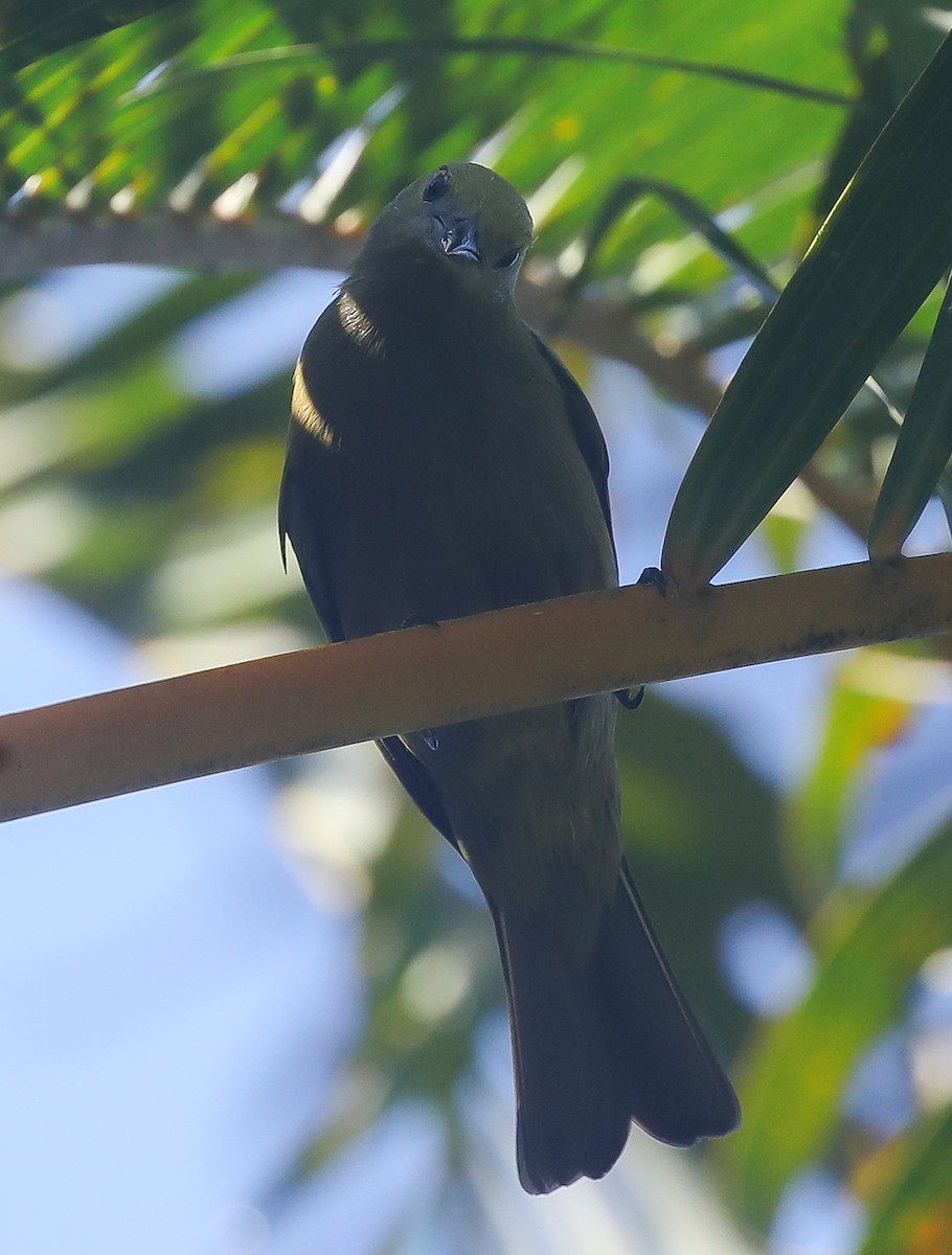 Tangara Palmera - ML613852761