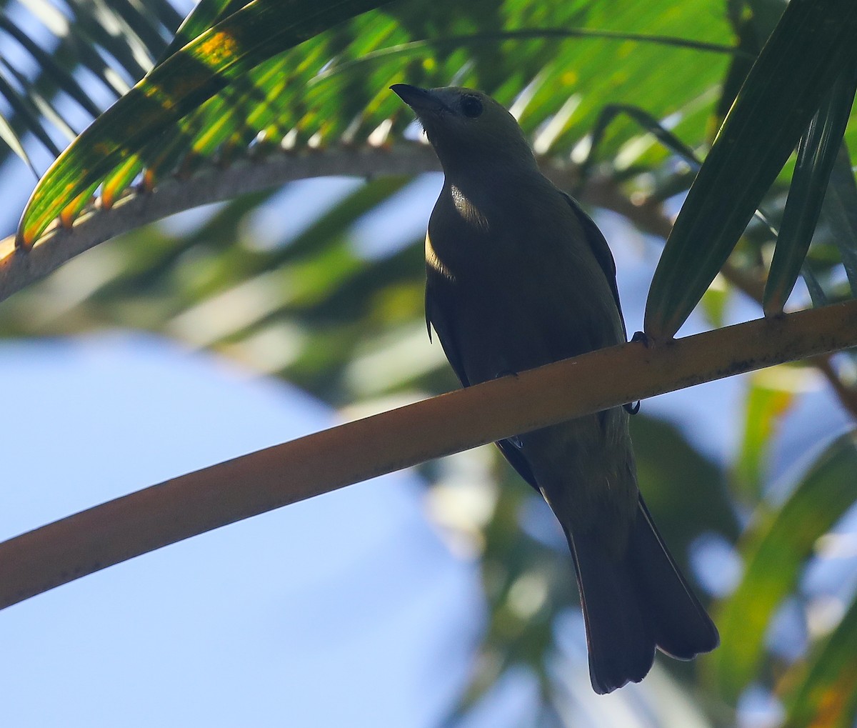 Palm Tanager - ML613852762