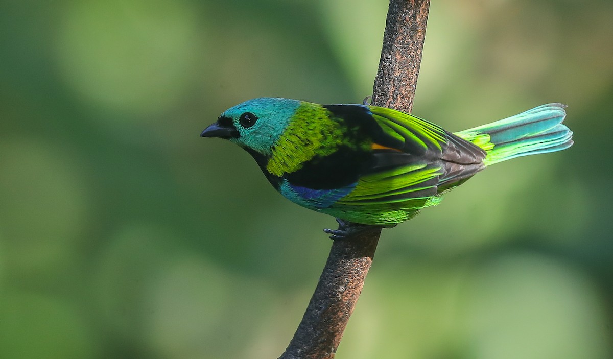 Green-headed Tanager - ML613852771