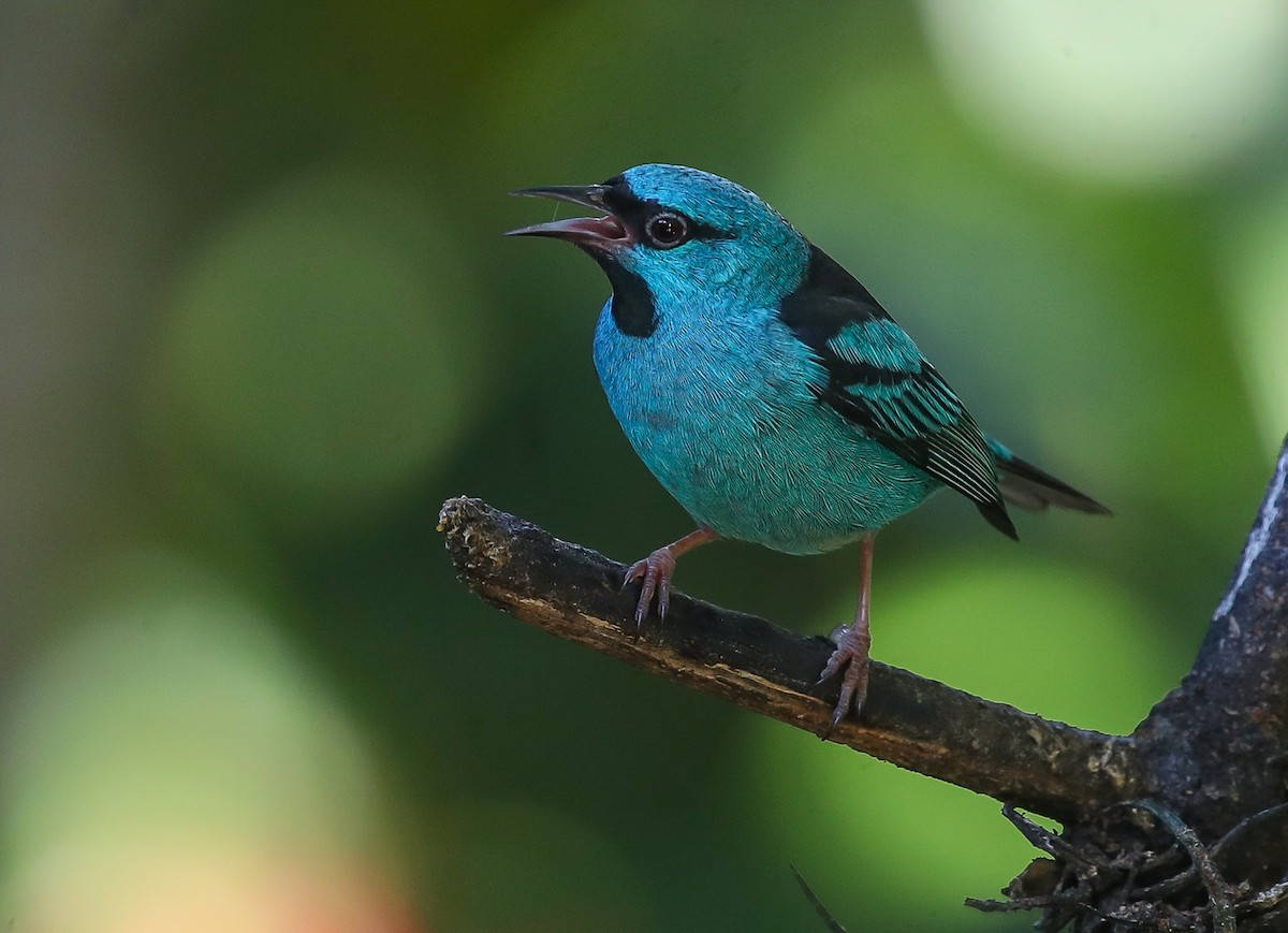 Blue Dacnis - Adam Buckham