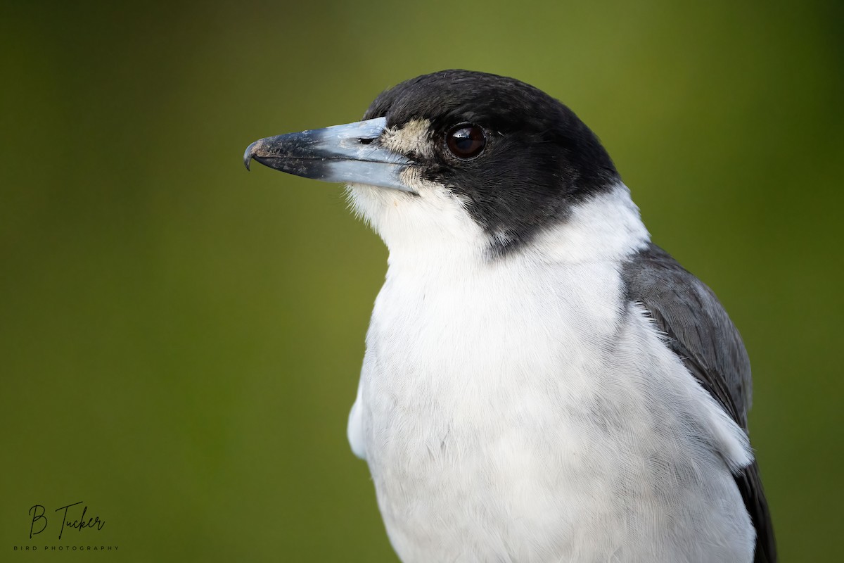 Gray Butcherbird - ML613852808