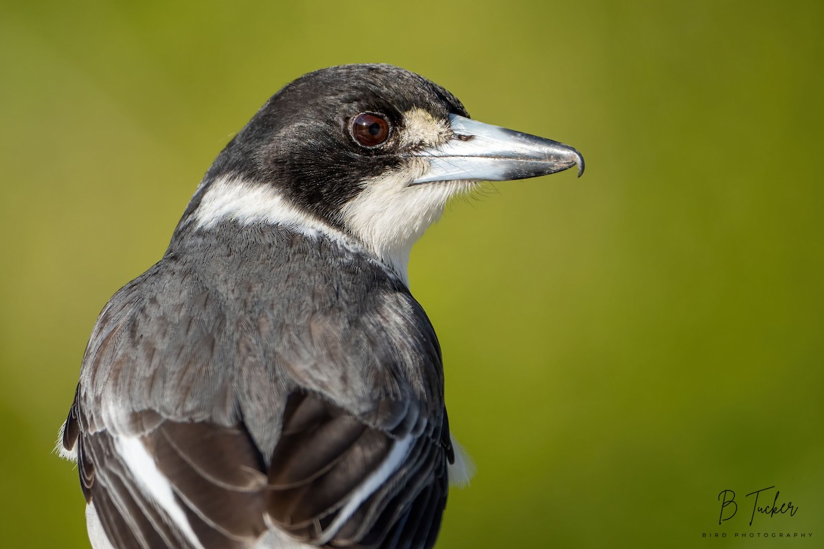 Gray Butcherbird - ML613852809