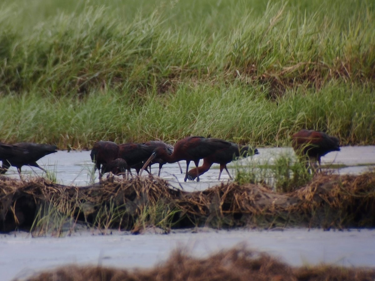 Glossy Ibis - Asman Adi Purwanto