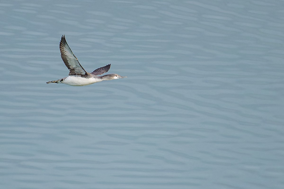 Red-throated Loon - ML613852929