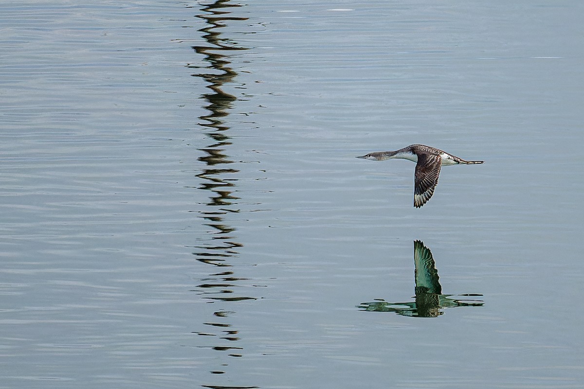 Red-throated Loon - John Hackney