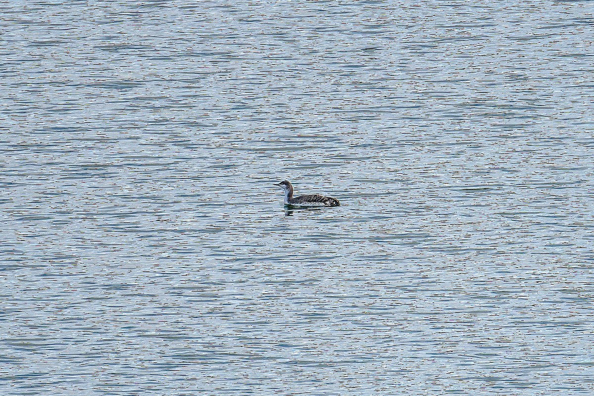 Red-throated Loon - John Hackney