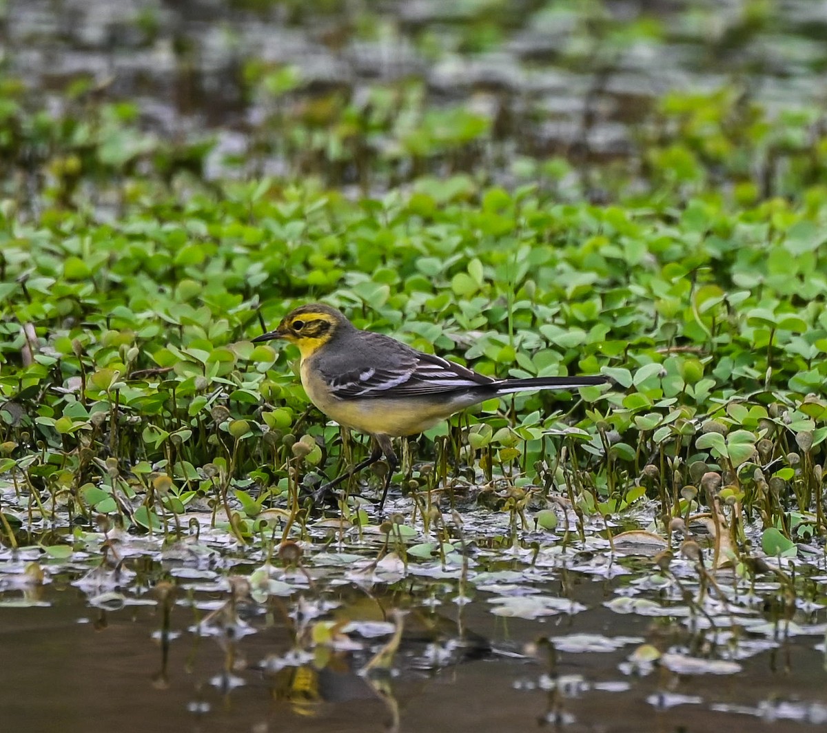 Citrine Wagtail - Abhishek Sharma