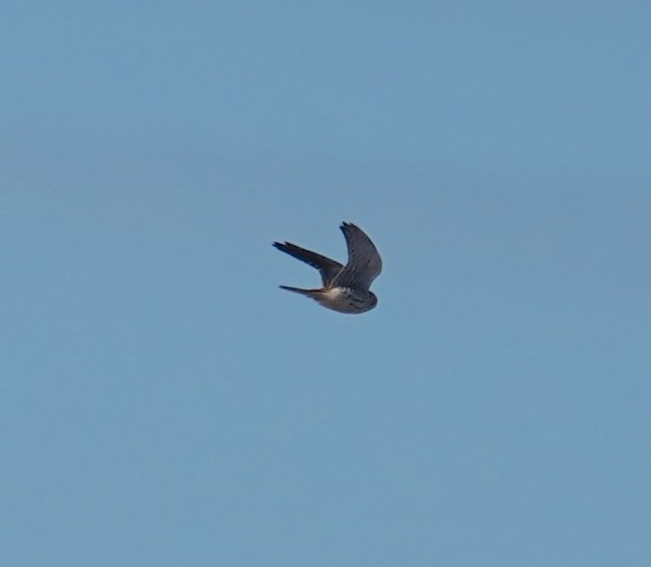American Kestrel - ML613852998