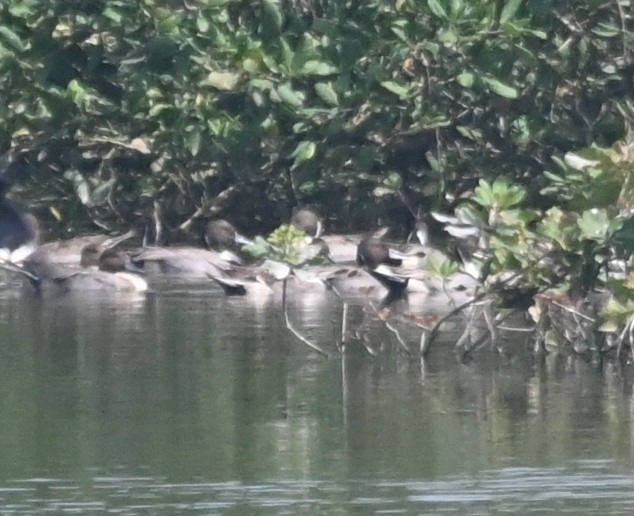 Northern Pintail - Nanda Ramesh