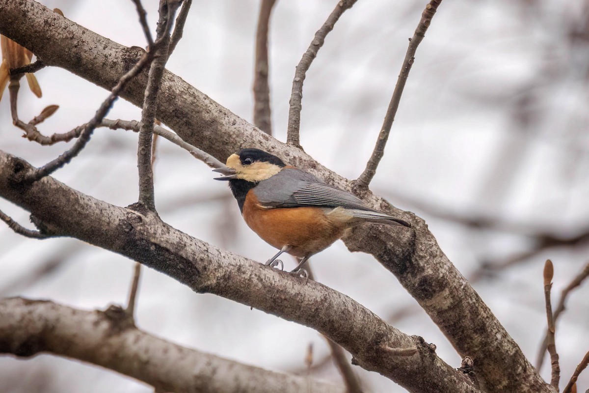 Varied Tit - ML613853072