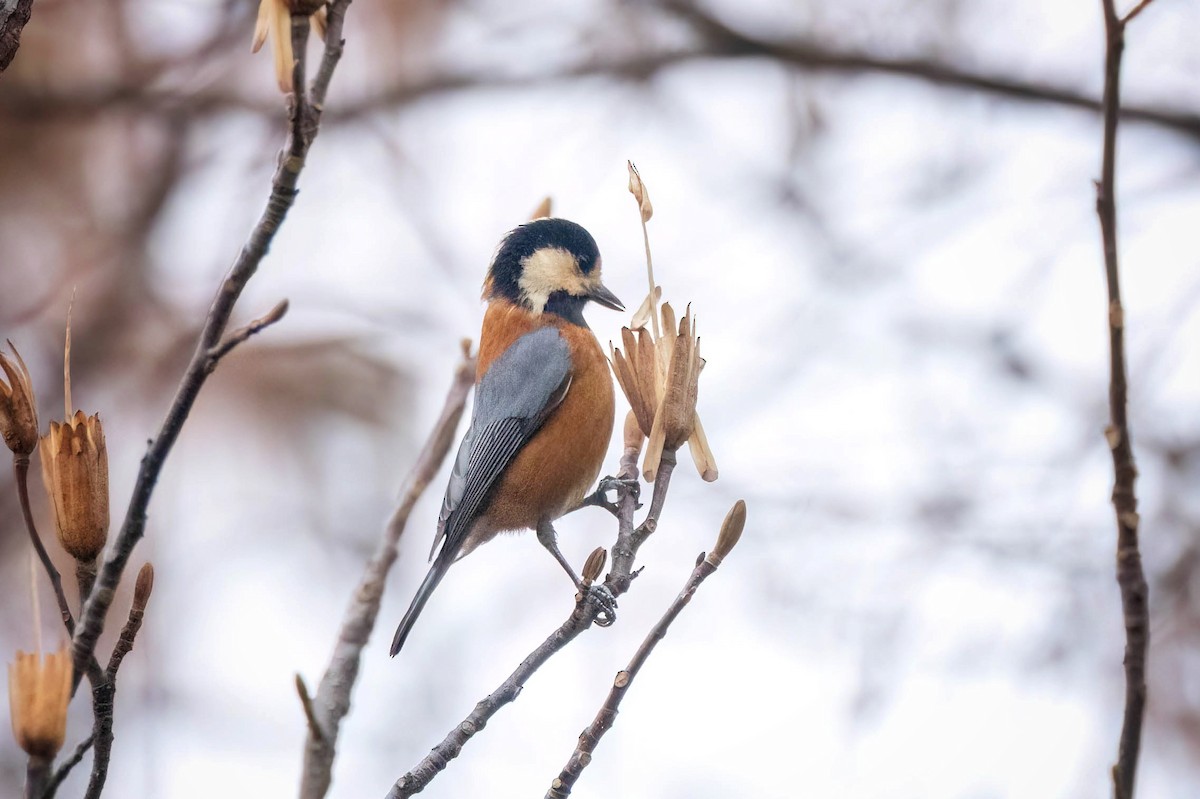 Varied Tit - ML613853073