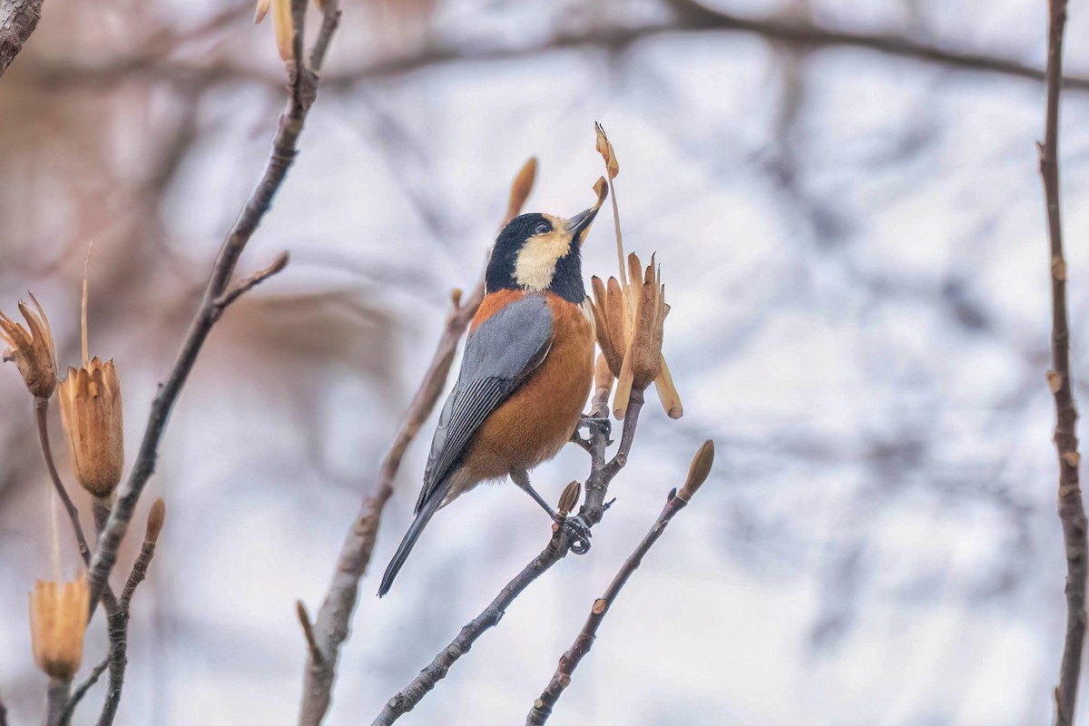 Varied Tit - ML613853074