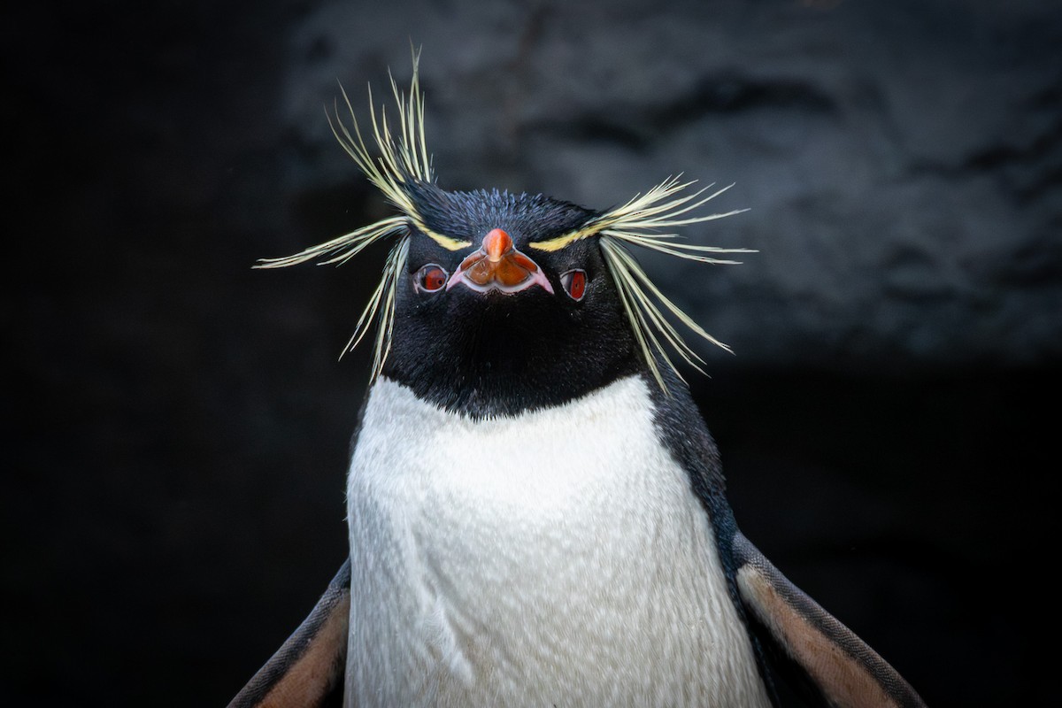 Southern Rockhopper Penguin - Trevor Evans