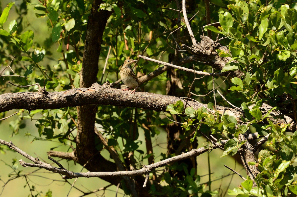 Bush Pipit - ML613853103