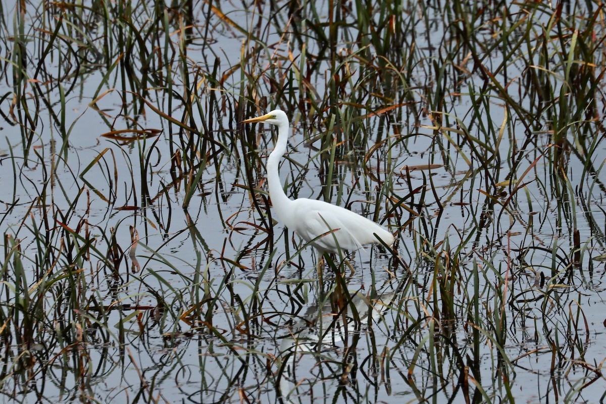 Great Egret - Robert Hamilton