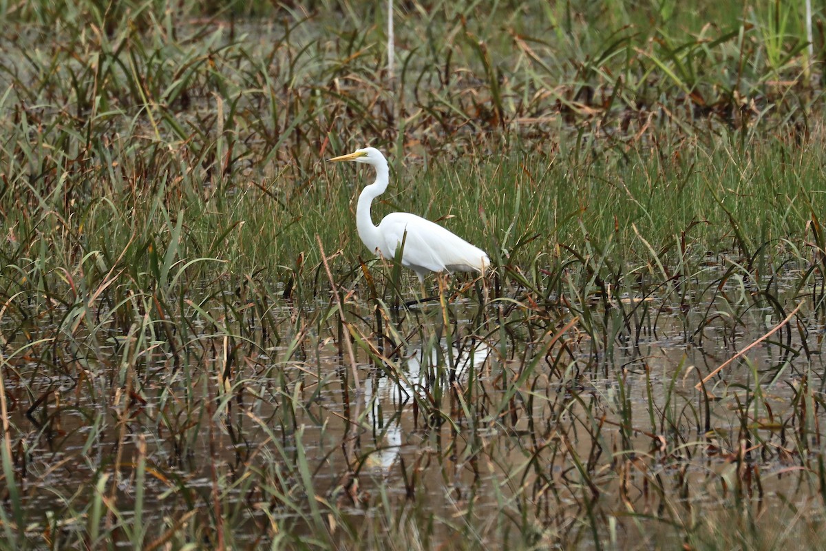 Great Egret - Robert Hamilton