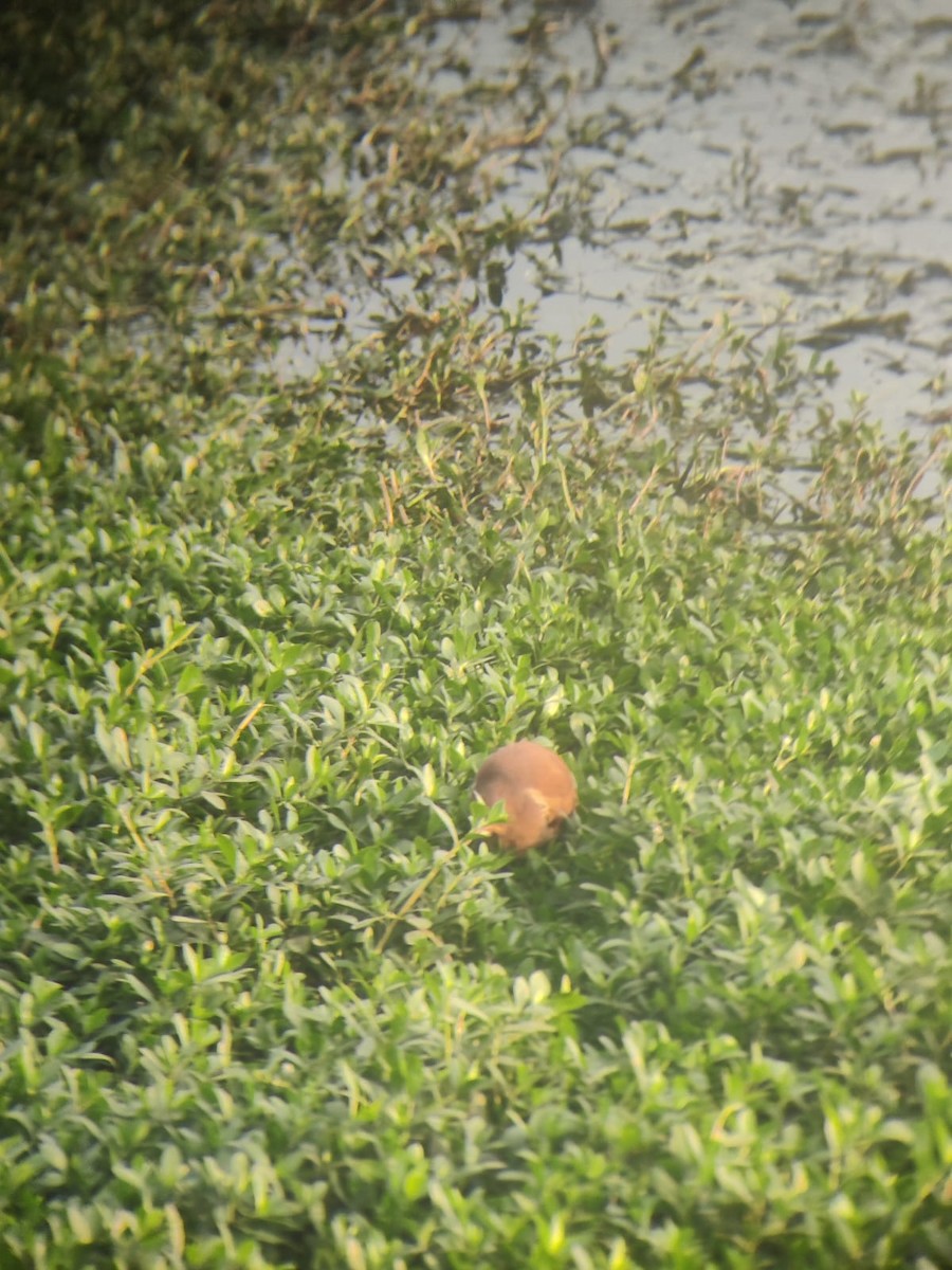 Cinnamon Bittern - ML613853151