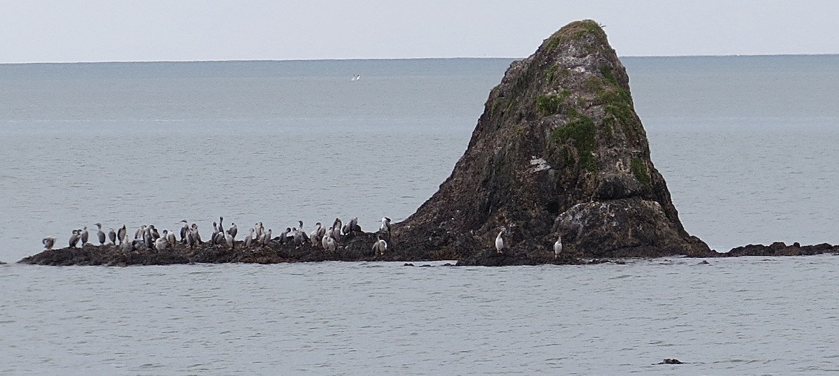 Spotted Shag - ML613853196