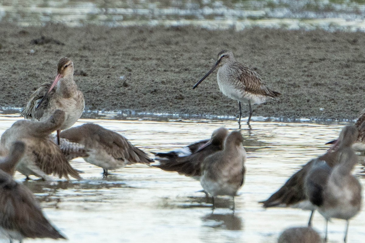 Asian Dowitcher - ML613853210