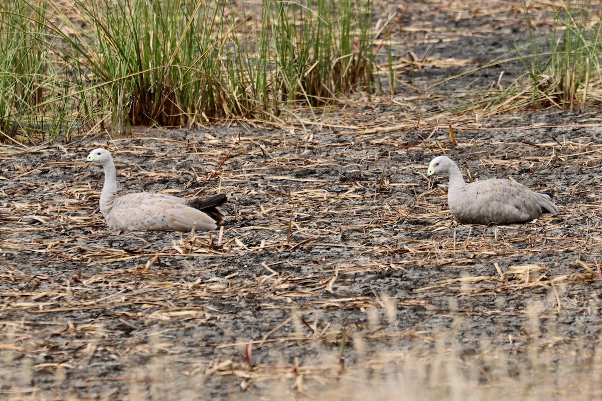Cape Barren Goose - ML613853229