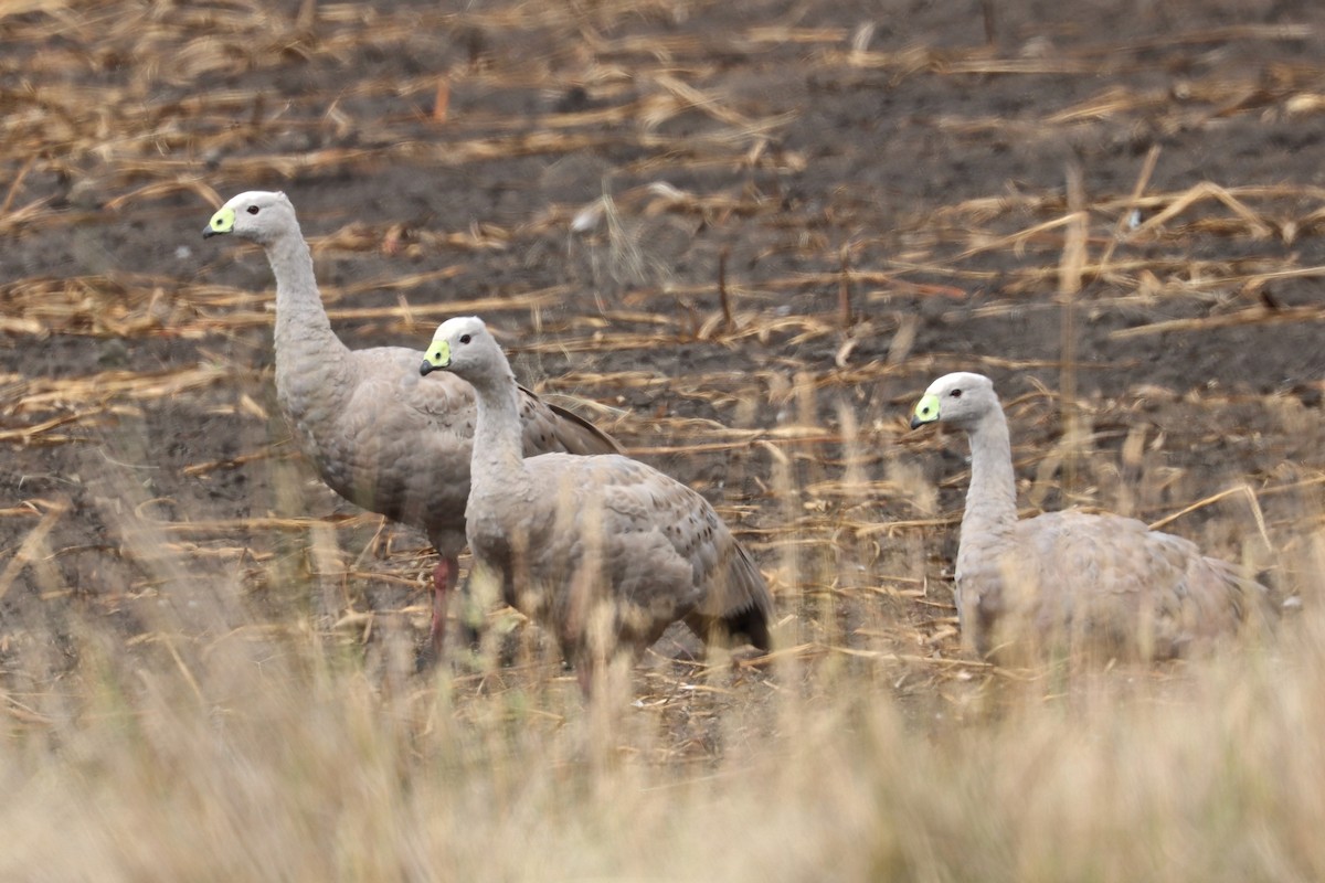 Cape Barren Goose - ML613853230