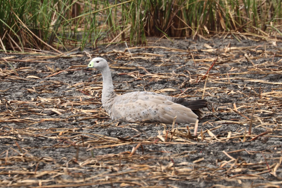 Cape Barren Goose - ML613853231