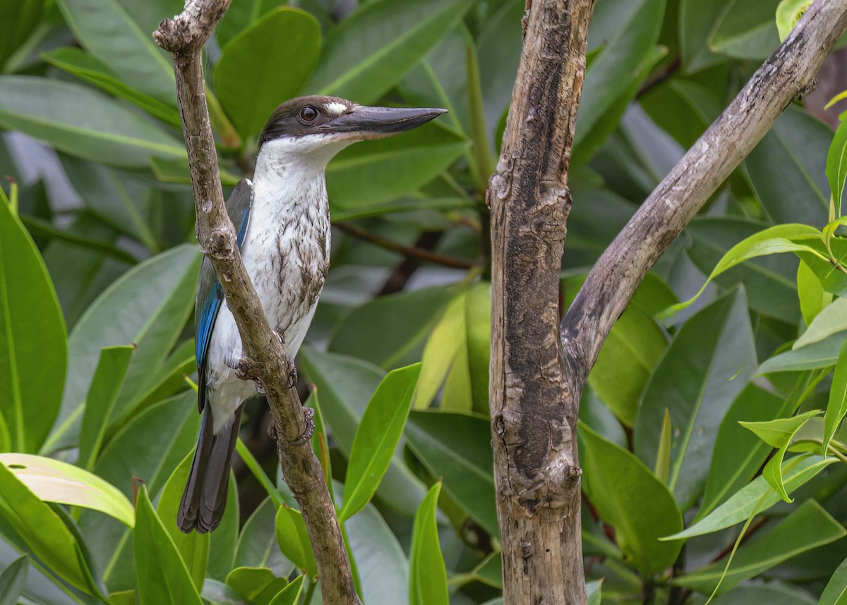 Torresian Kingfisher - ML613853241