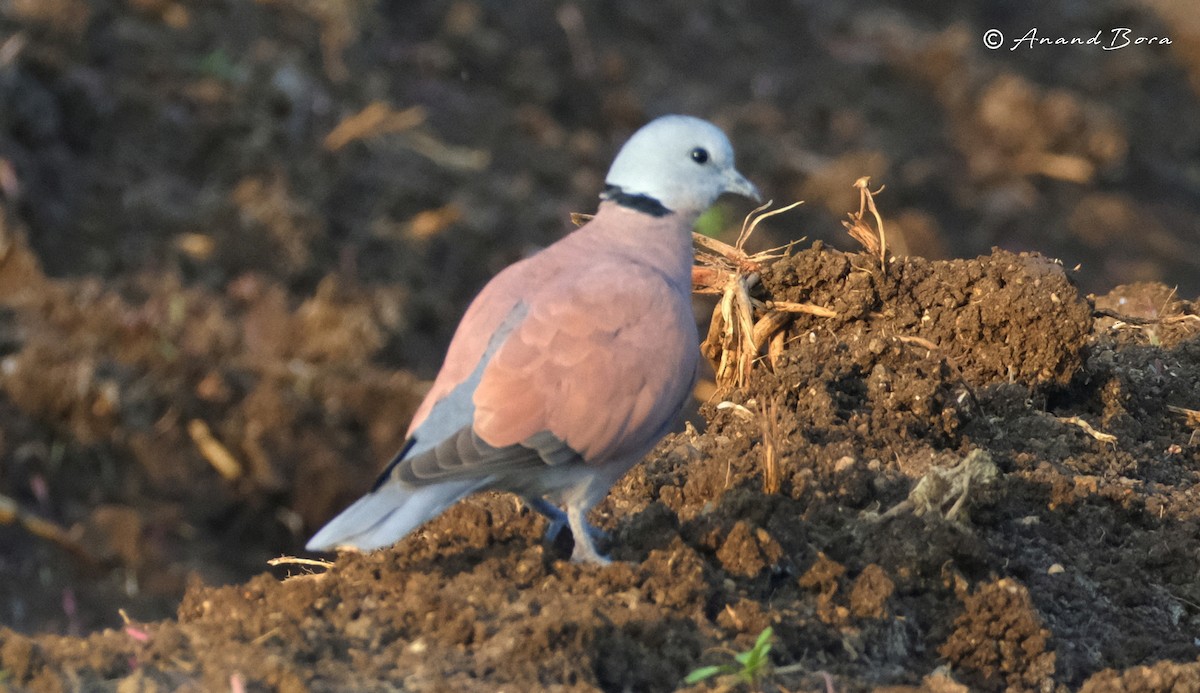 Red Collared-Dove - ML613853274