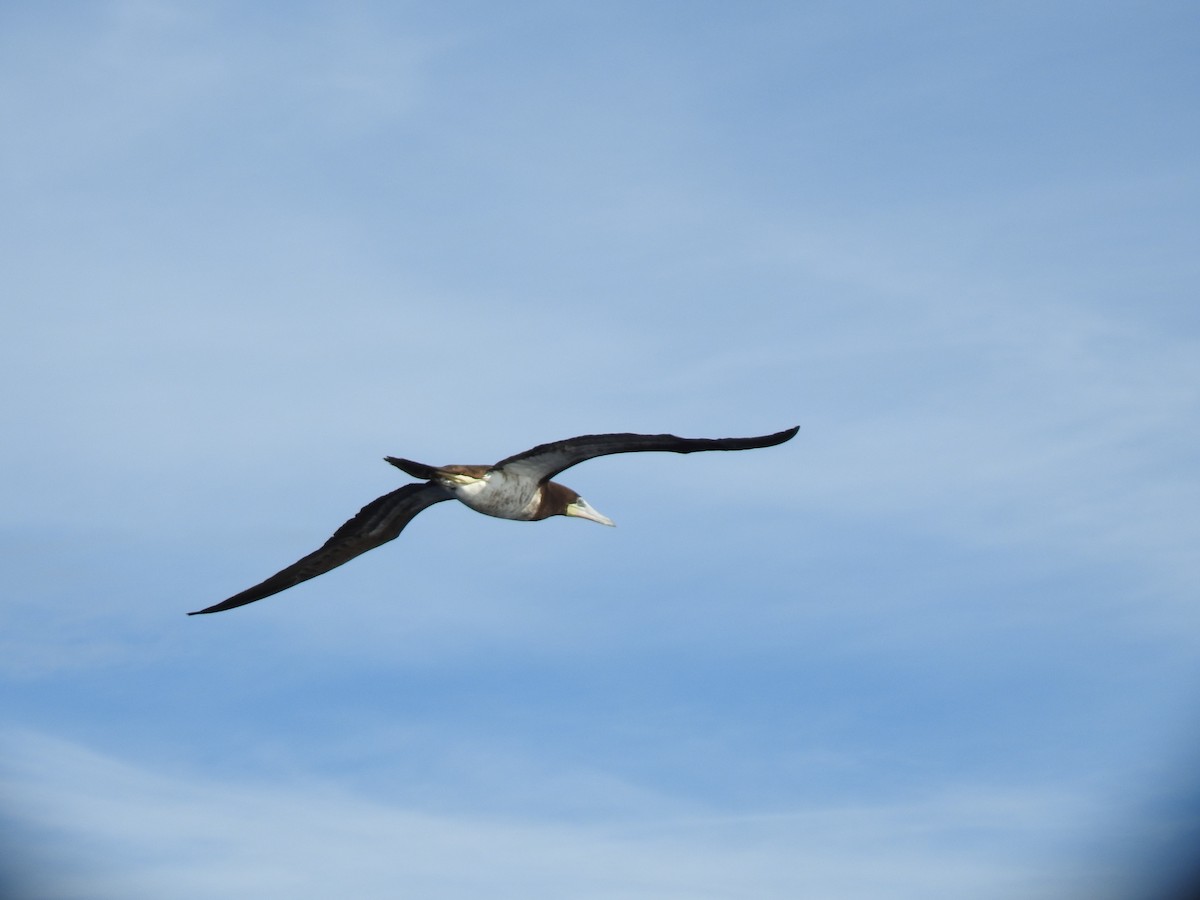 Brown Booby - ML613853279