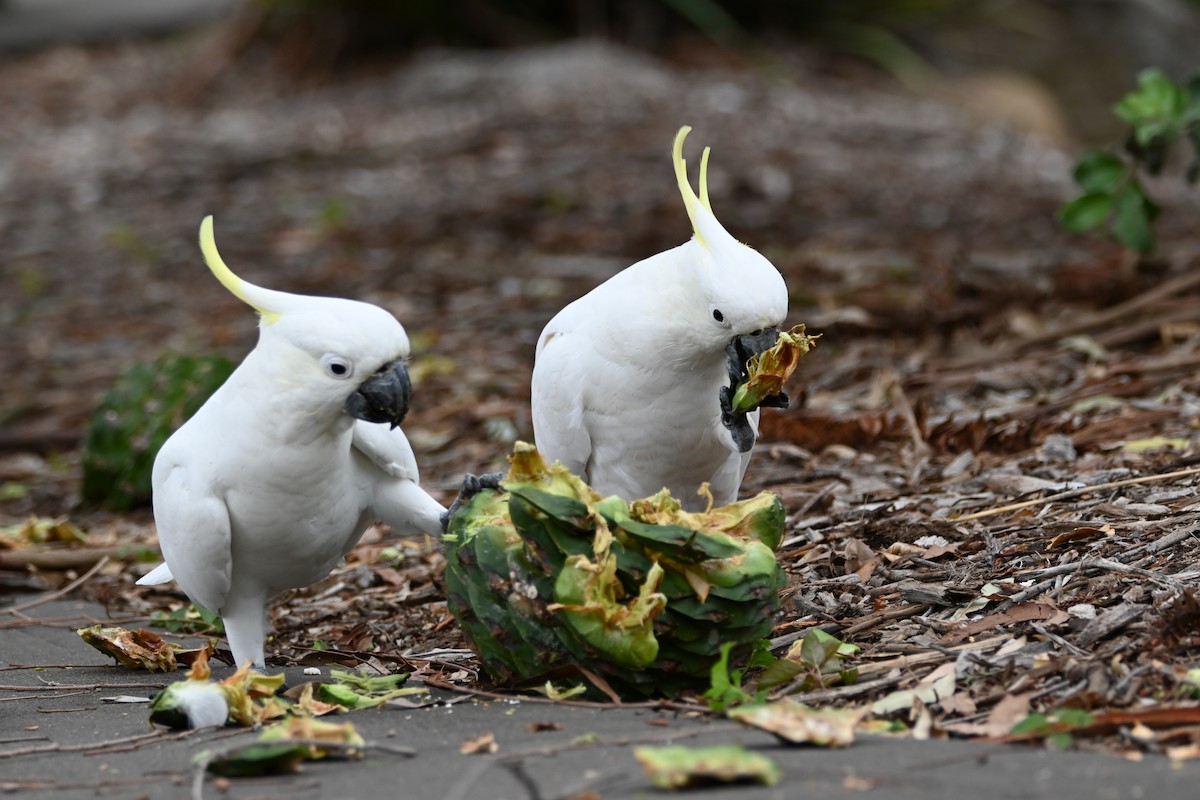 Cacatúa Galerita - ML613853316