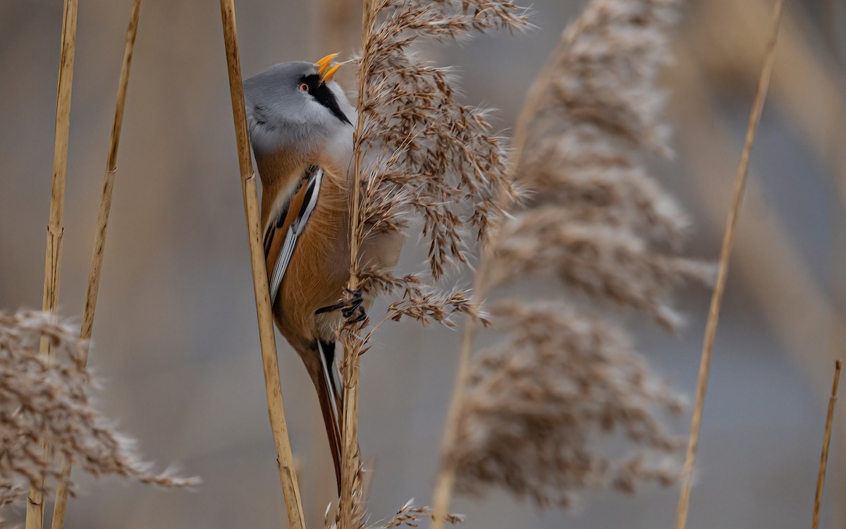 Bearded Reedling - ML613853317