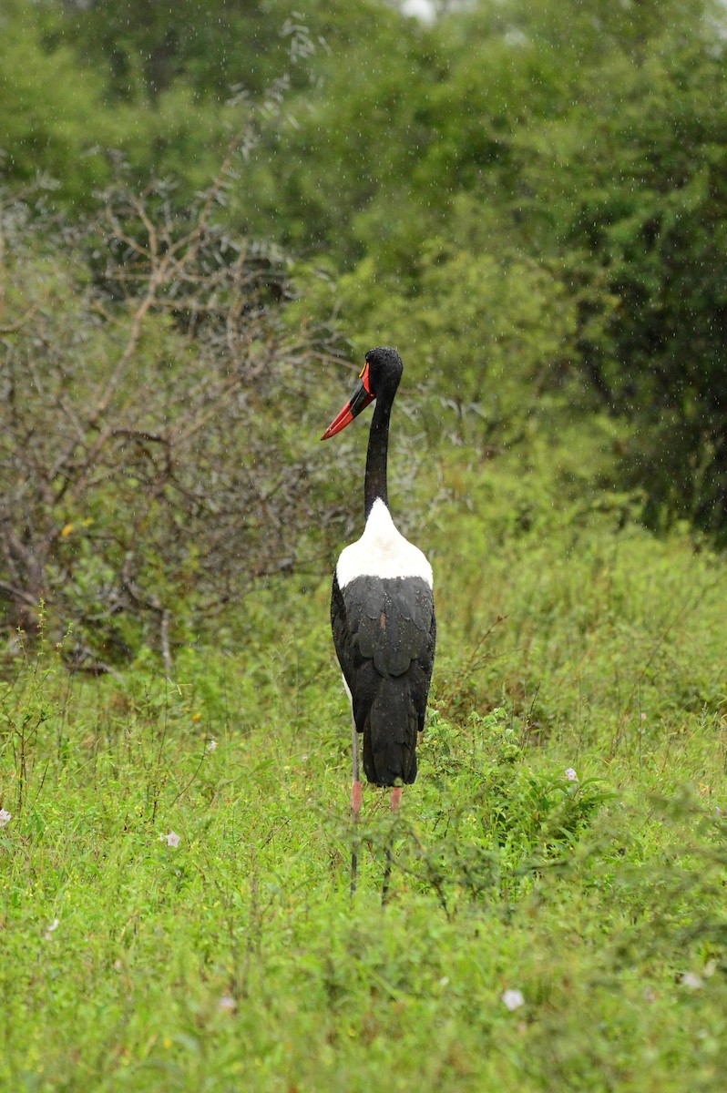 Saddle-billed Stork - ML613853330