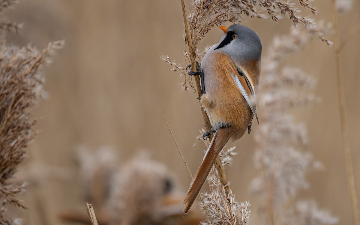 Bearded Reedling - ML613853332