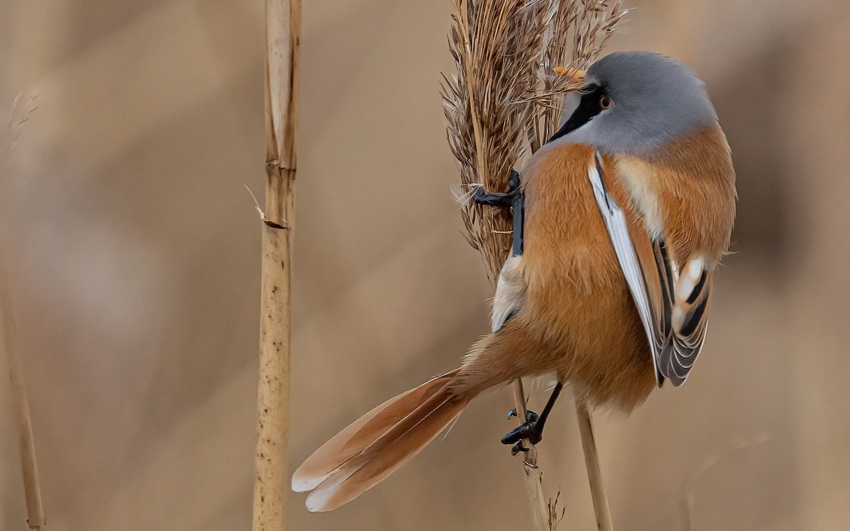 Bearded Reedling - ML613853335