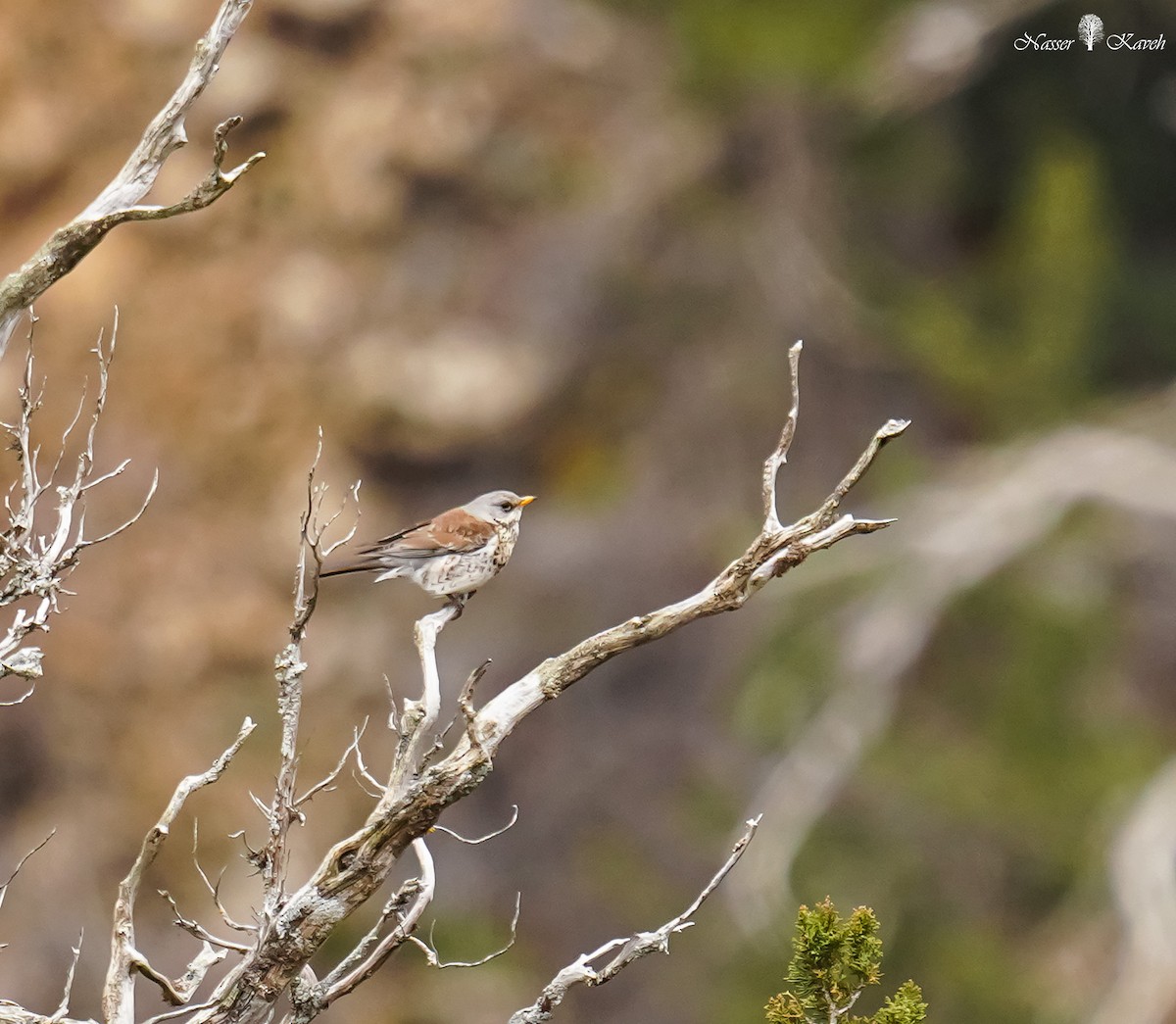 Fieldfare - ML613853343