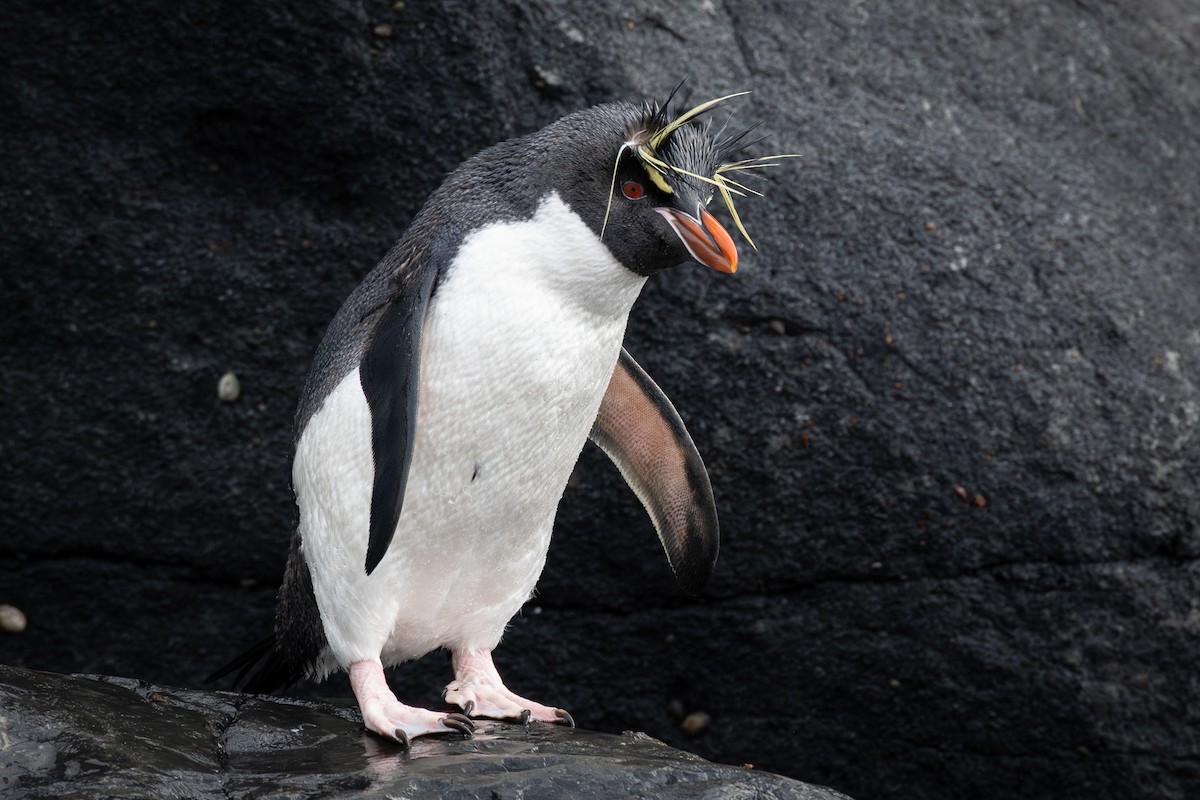 Southern Rockhopper Penguin - Trevor Evans