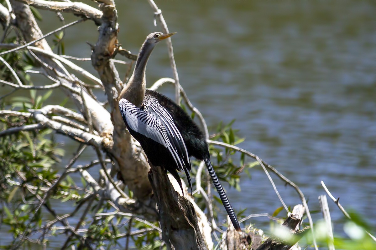 Anhinga - ML613853391