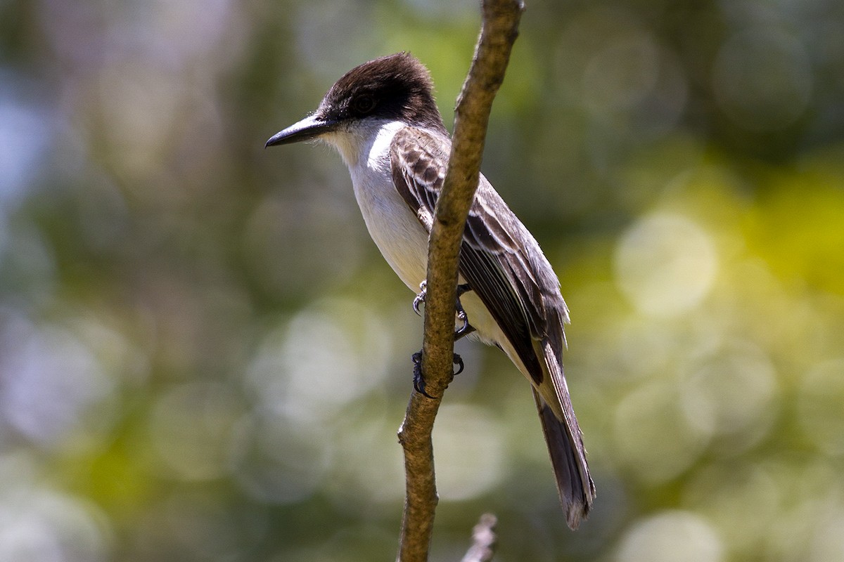 Loggerhead Kingbird - ML613853393