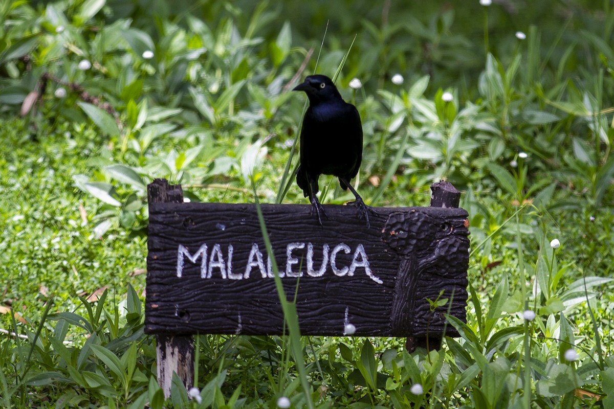 Greater Antillean Grackle - ML613853395