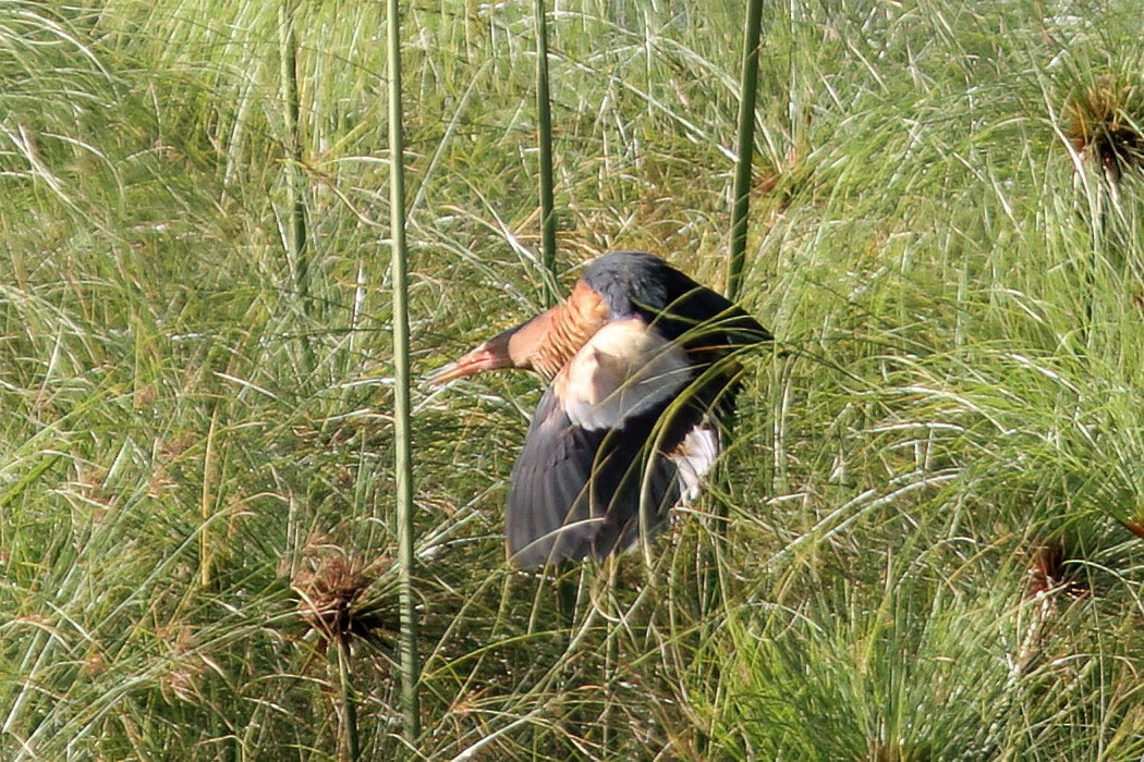 Little Bittern (African) - ML613853449