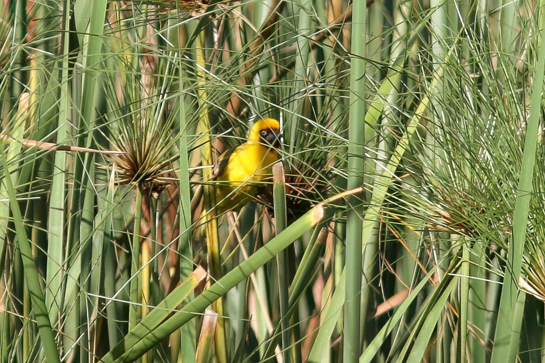 Northern Brown-throated Weaver - Dave Curtis