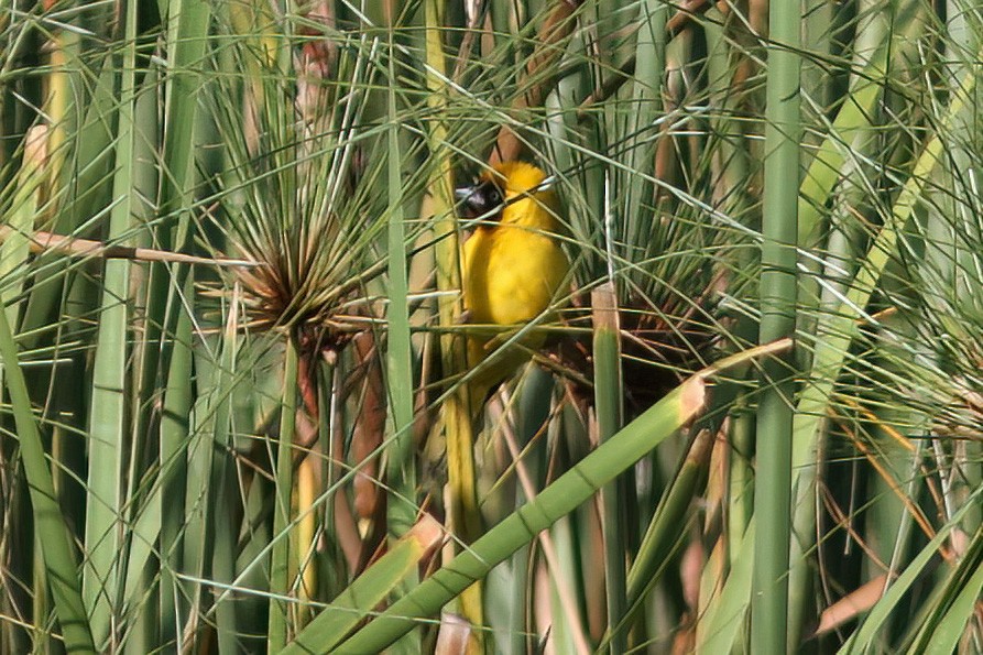 Northern Brown-throated Weaver - Dave Curtis