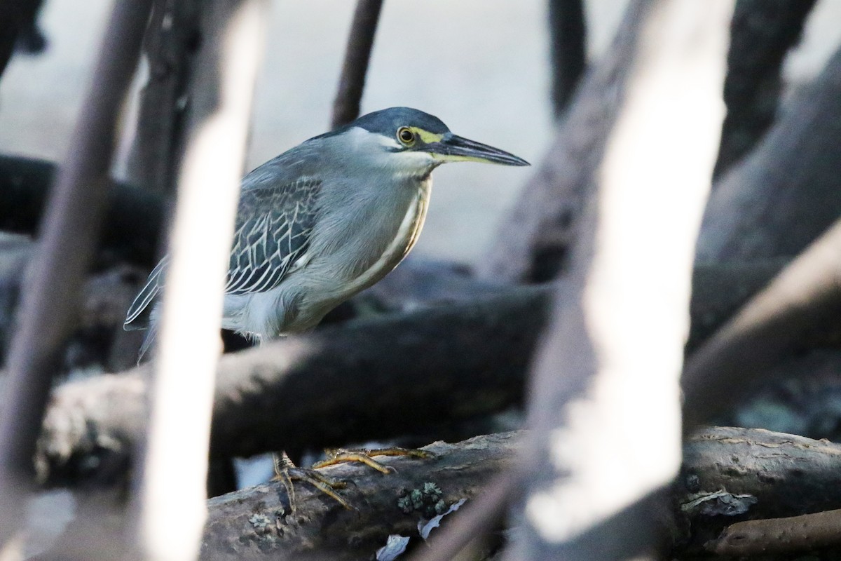 Striated Heron - Andrew Hogg