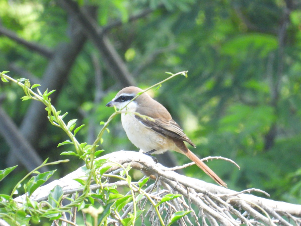 Brown Shrike - Ananth Kaitharam