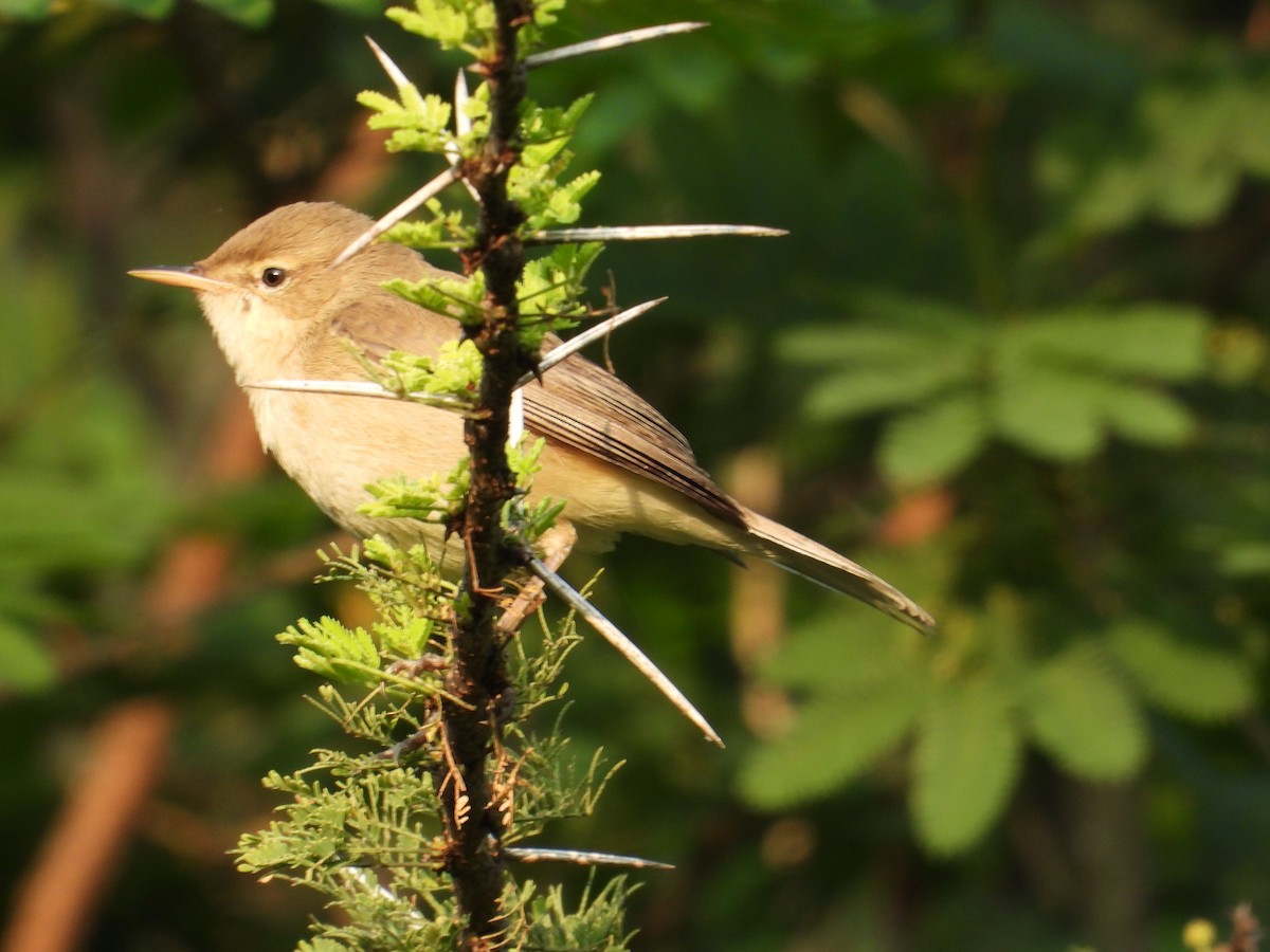 Booted Warbler - Ananth Kaitharam